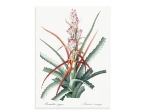 BROMELIA1