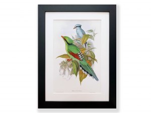 PAJAROS2